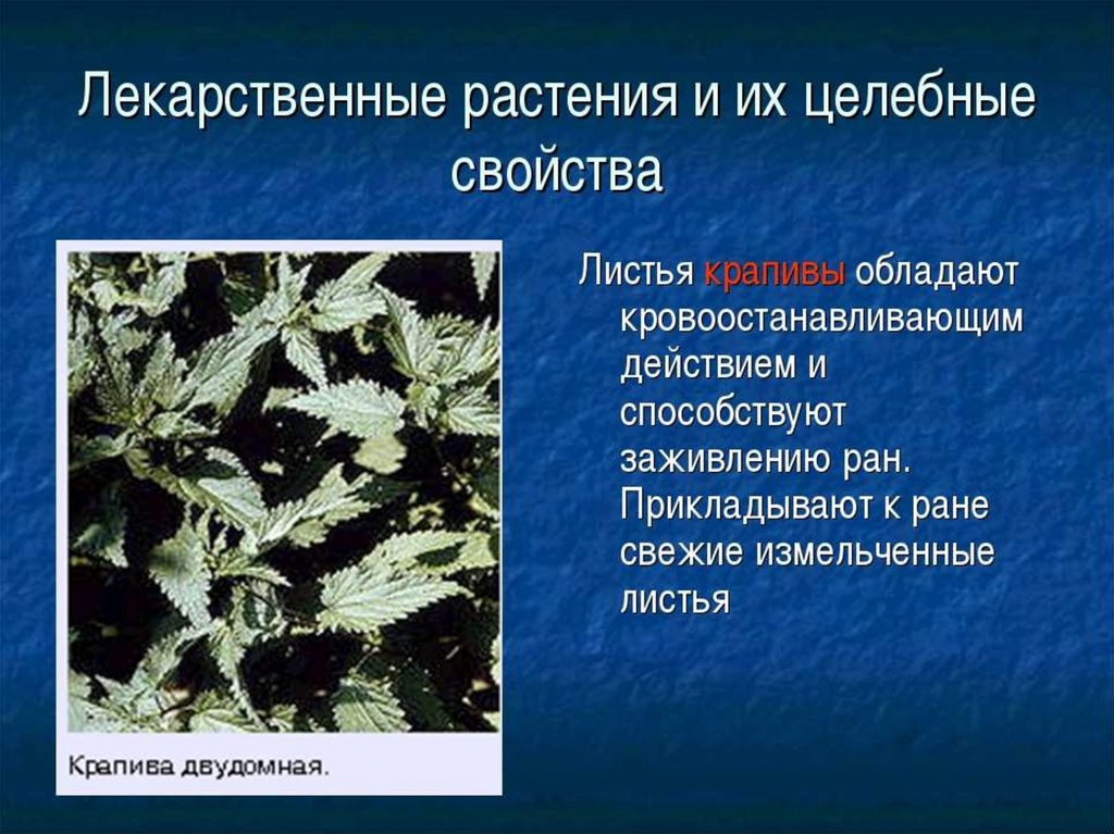 Какие характерные для растений свойства. Лекарственные растения. Лечебные травы. Лечебные растения и их свойства. Крапива лекарственное растение.