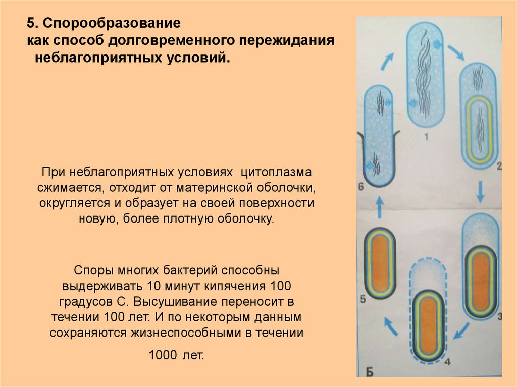 Процесс происходящий у бактерий. Спорообразование бактериальной клетки. Механизм спорообразования у бактерий. Спорообразование бактерий микробиология. Процесс спорообразования у бактерий.