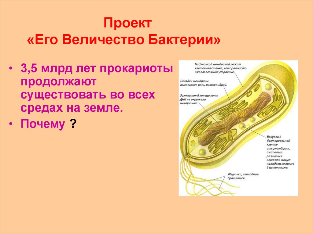 Презентация бактерии 7 класс пасечник
