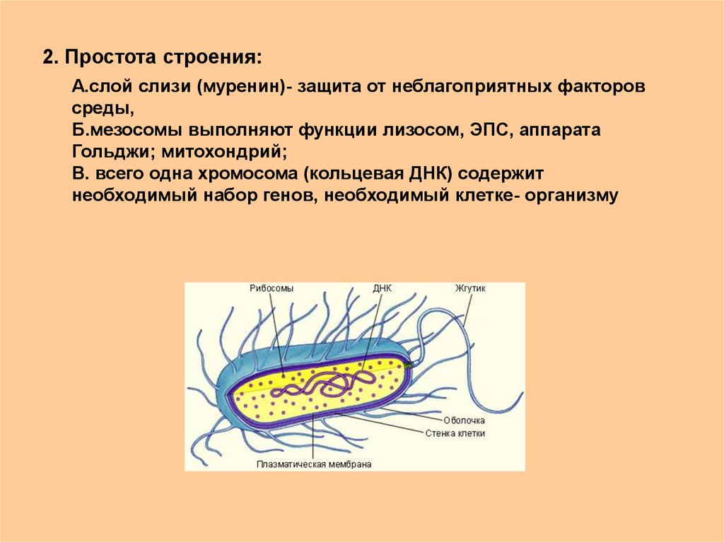 Слизистый слой бактерий. Мезосомы функции прокариот. Мезосомы особенности строения и функции. Мезосома у прокариот функции. Строение и функции мезосом.