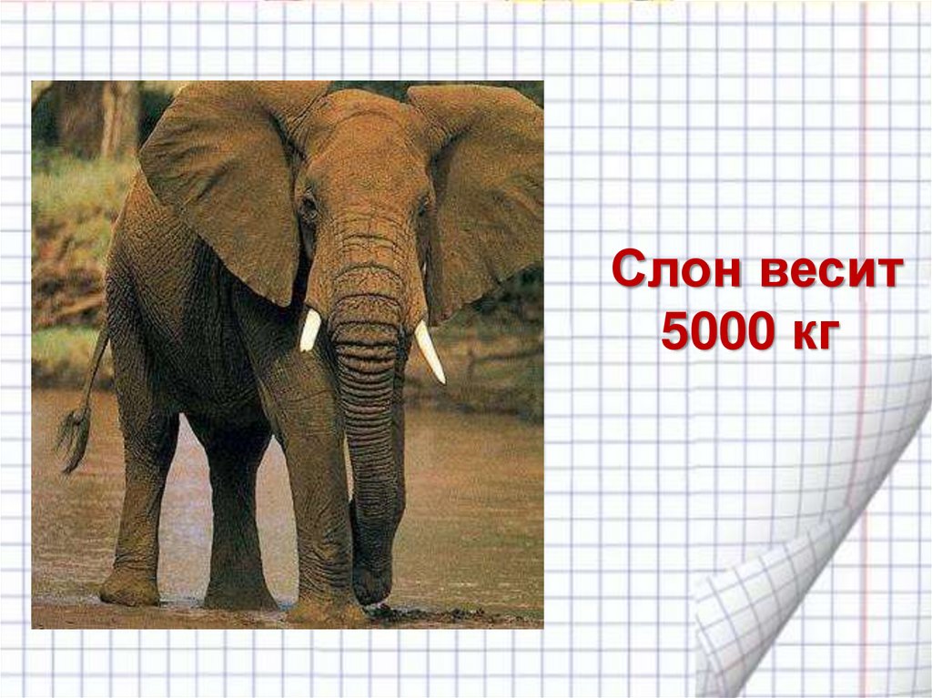 Слон сколько кг. Слон весит. Вес слона. Сколько весит слон.
