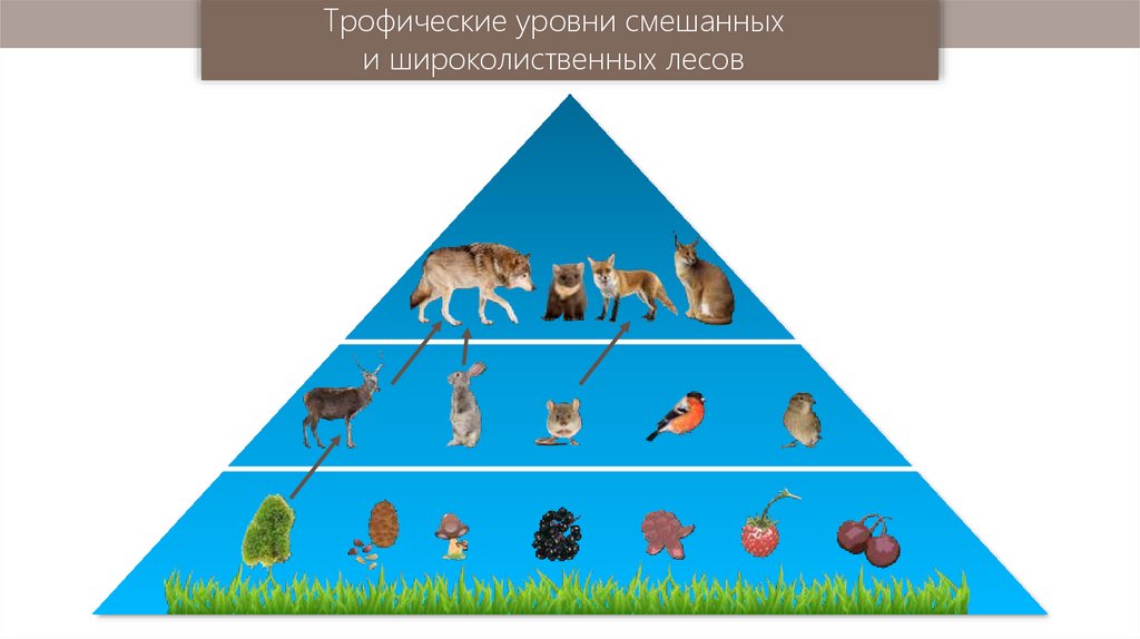 Цепь питания лиственного леса. Пирамида биомасс для смешанного леса. Трофический уровень экологической пирамиды. Пищевая цепочка смешанных и широколиственных лесов. Экологическая пирамида смешанного леса.