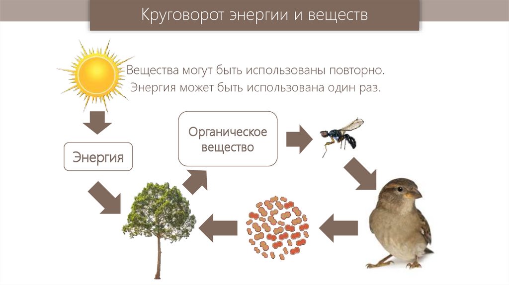 Презентация на тему поток энергии и пищевые цепи 9 класс