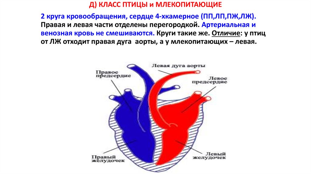 Двухкамерное сердце состоит