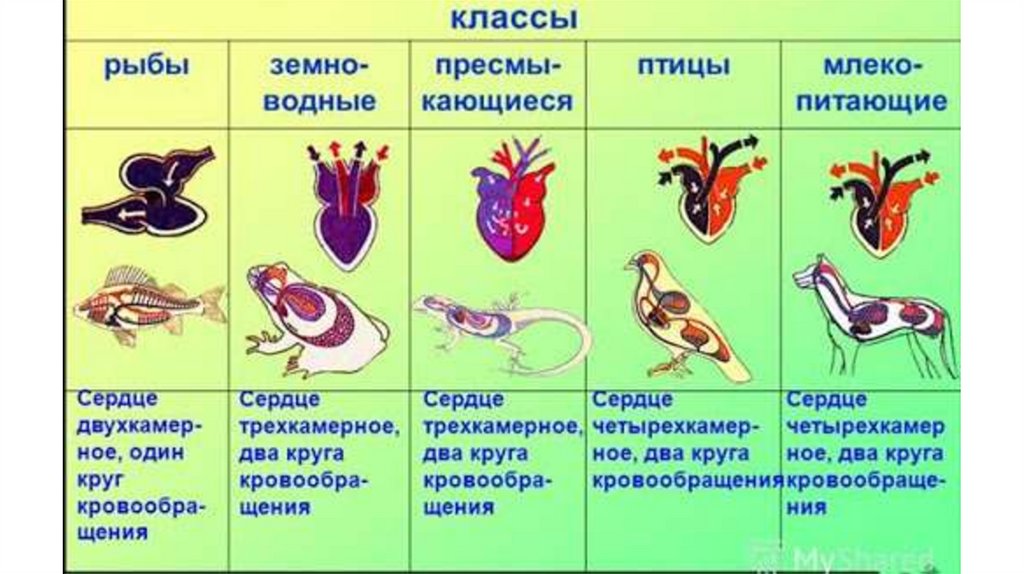 Сравнительная таблица классов животных