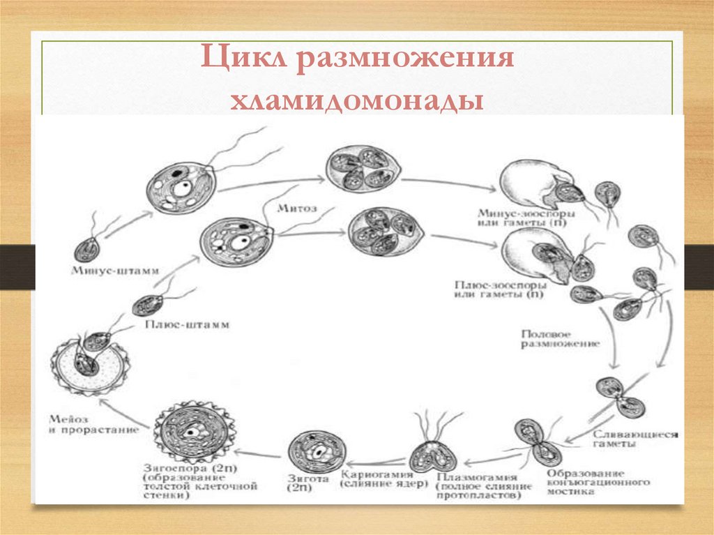 Каким номером на рисунке обозначено мейотическое деление в жизненном цикле хламидомонады