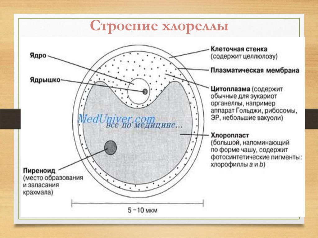 Хлорелла строение рисунок