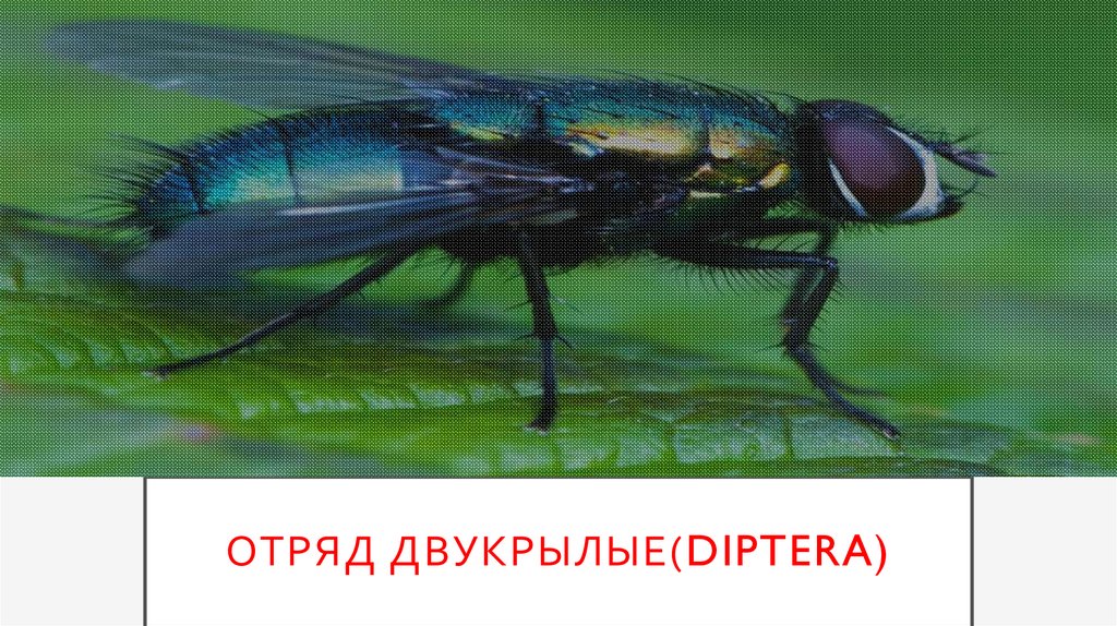 Отряд двукрылые. Отряд диптера. Отряд Двукрылые (Diptera). Отряд Двукрылые латынь. Отряд Двукрылые интересные факты.