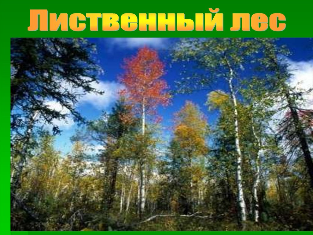 Лесное растительное сообщество. Знак Лиственный лес. Растительное сообщество－лиственничный лес. Презентация растительное сообщество лес. Растительные сообщества России.