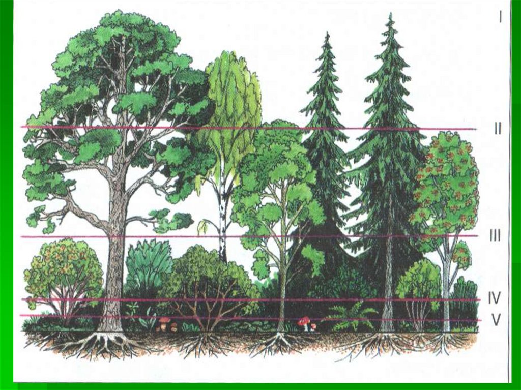 Растительное сообщество леса 7 класс биология. Этажи ярусы леса. Ярусность лесного биоценоза. Ярусы леса 1 ярус. Ярусность лесного фитоценоза.