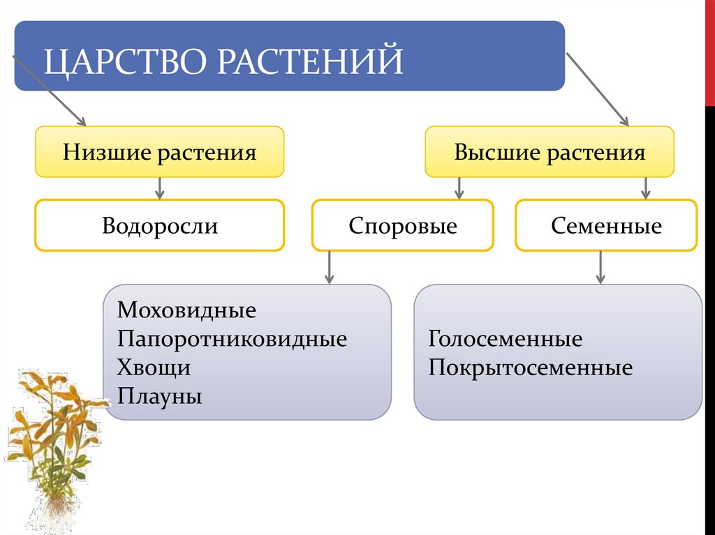 Царство растений водоросли. Низшие высшие споровые семенные растения. Споровые растения низшие высшие схема. Высшие и низшие растения 5 класс биология. Н зшие и высшие растения.