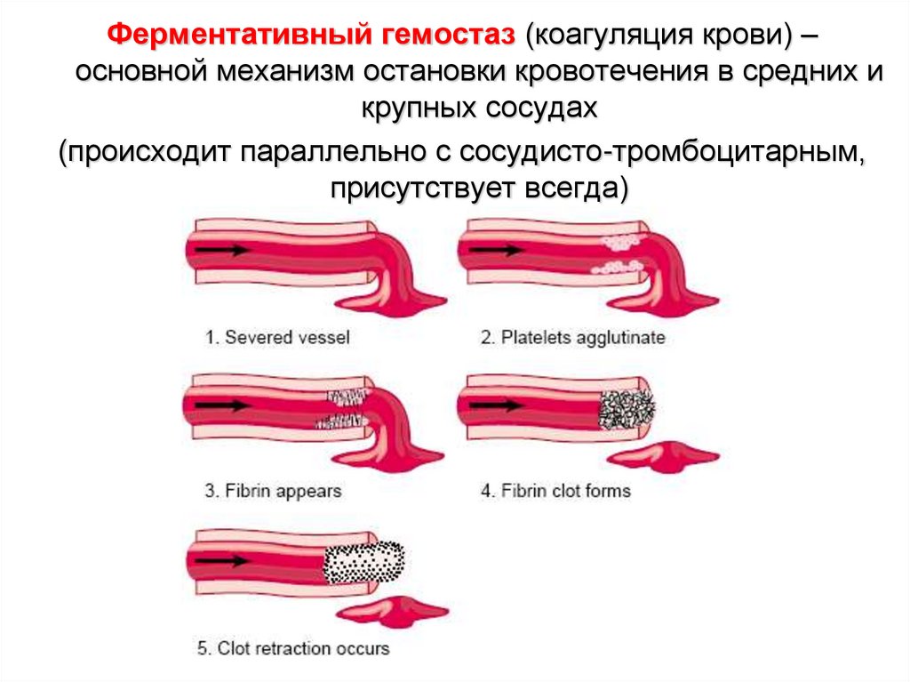 Свертывание происходит благодаря