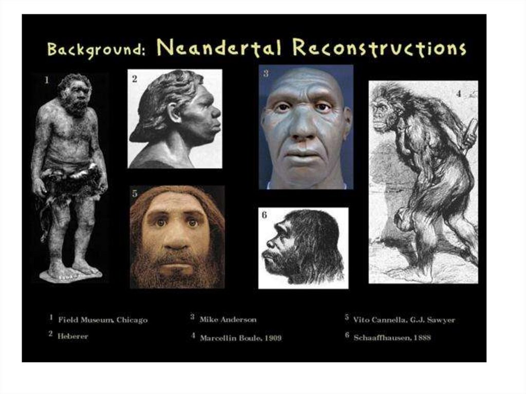 Социальные черты неоантропов. Эволюция человека. Надбровные дуги у неандертальцев. Происхождение человека от обезьяны. Надбровные дуги Неоантропы.