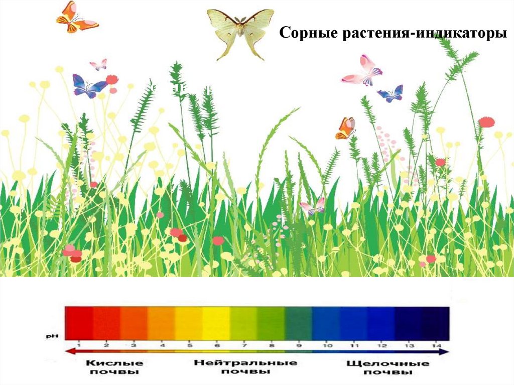 Гордость и зависть сорные травы братья гримм