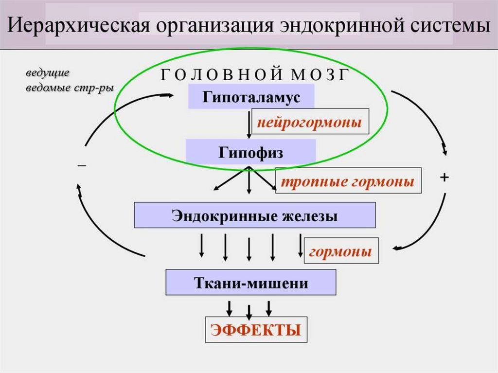 Схема работы гормонов