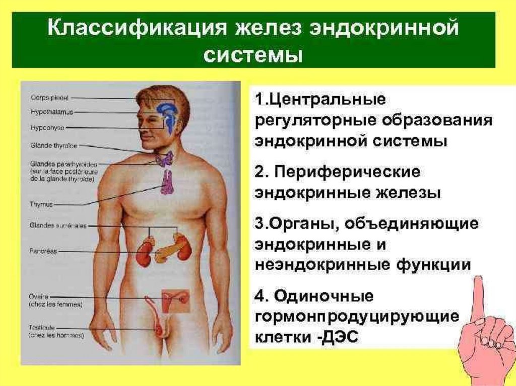 Железы классификация. .Система желез внутренней секреции. Функции. Центральные и периферические железы эндокринной системы и функции. Центральная железа внутренней секции. Центральные органы эндокринной системы.