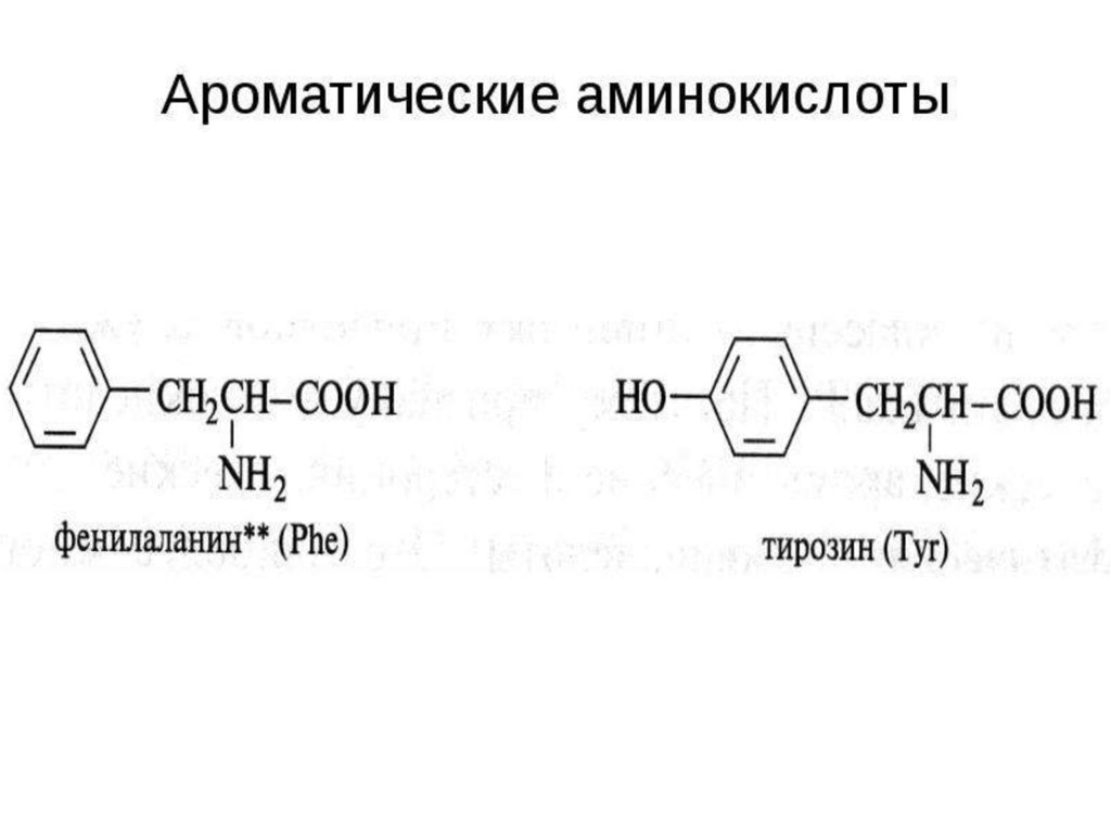 Фенилаланин аминокислота формула. Ароматические аминокислоты формулы. Гидроксилирование ароматических аминокислот. Ароматические Альфа аминокислоты. Ароматические Альфа аминокислоты примеры.