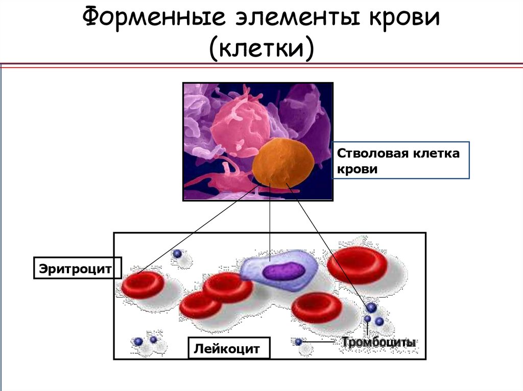 Элементы крови в материале