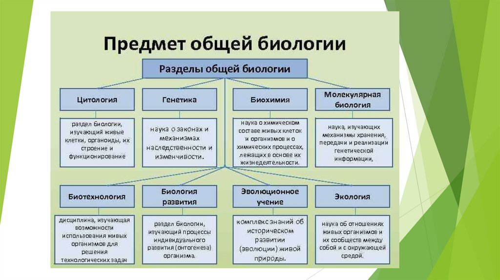 Какие бывают развития в биологии