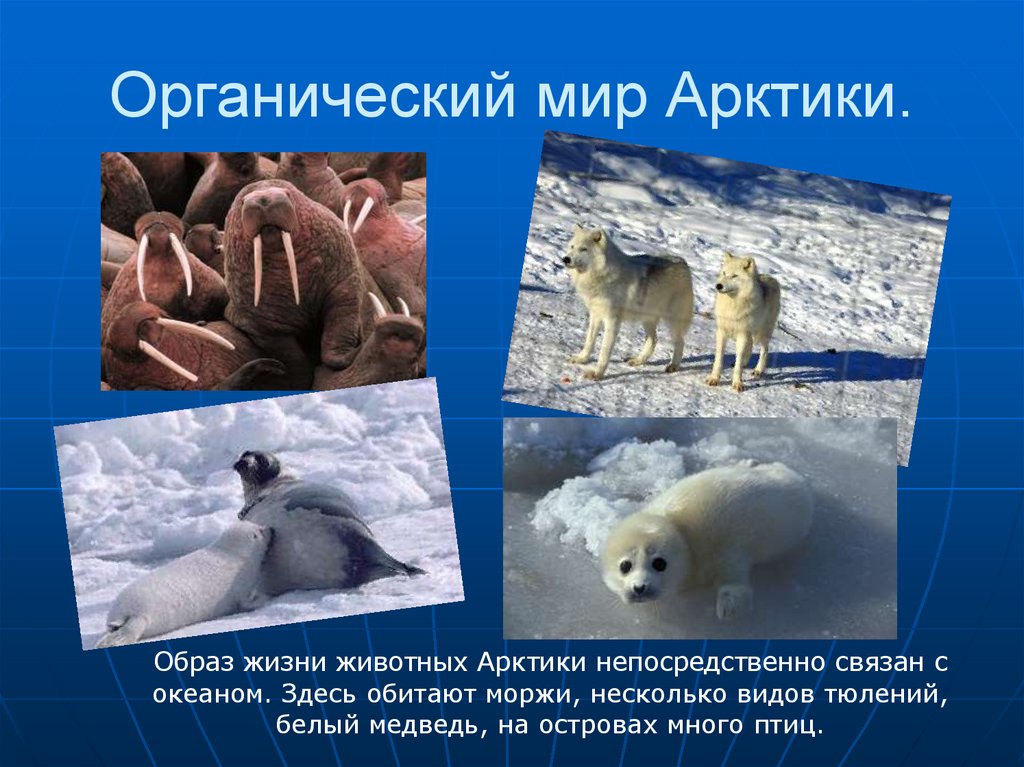 3 полярный мир. Презентация на тему Арктика. Органический мир Арктики. Животные Арктики. Презентация по Арктике.