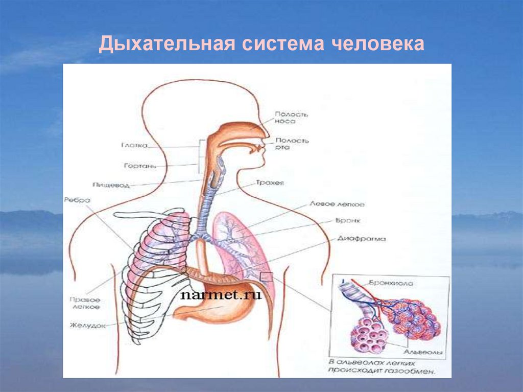 Дыхательная система 3 класс схема