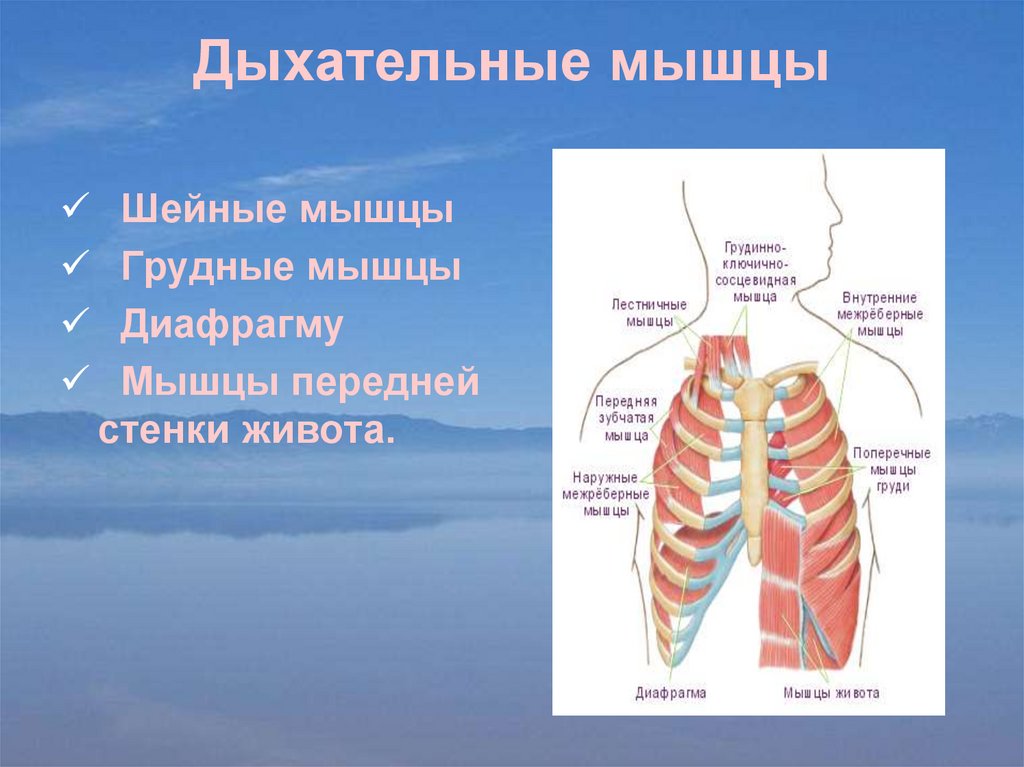 Мышцы дыхания. Дыхательные мышцы. Мышцы участвующие в дыхании. Основные дыхательные мы. Основные и вспомогательные дыхательные мышцы.