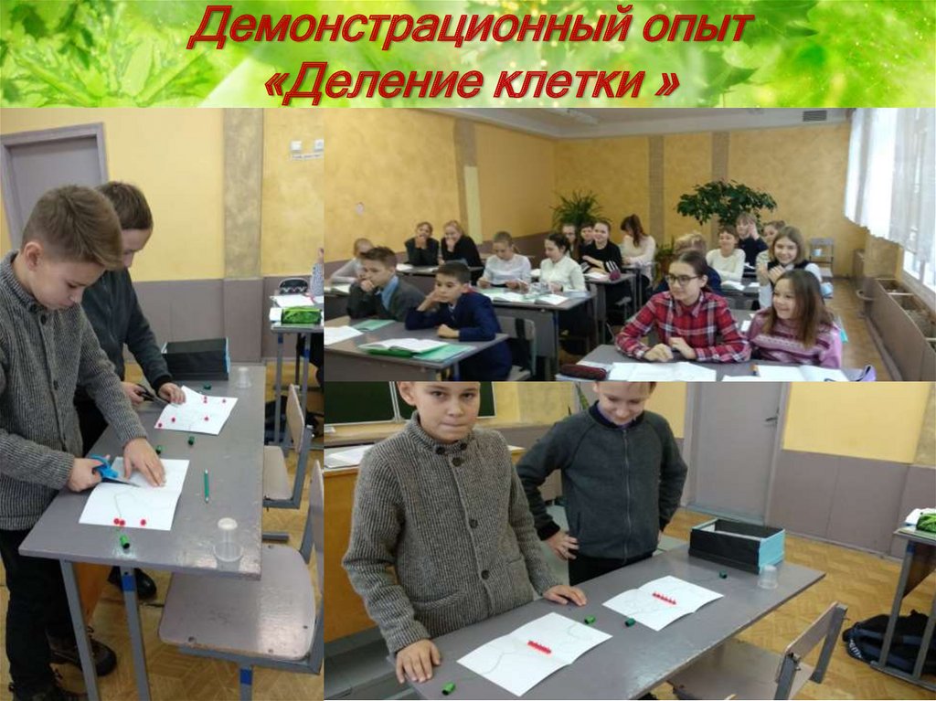 Демонстрационный опыт «Деление клетки »