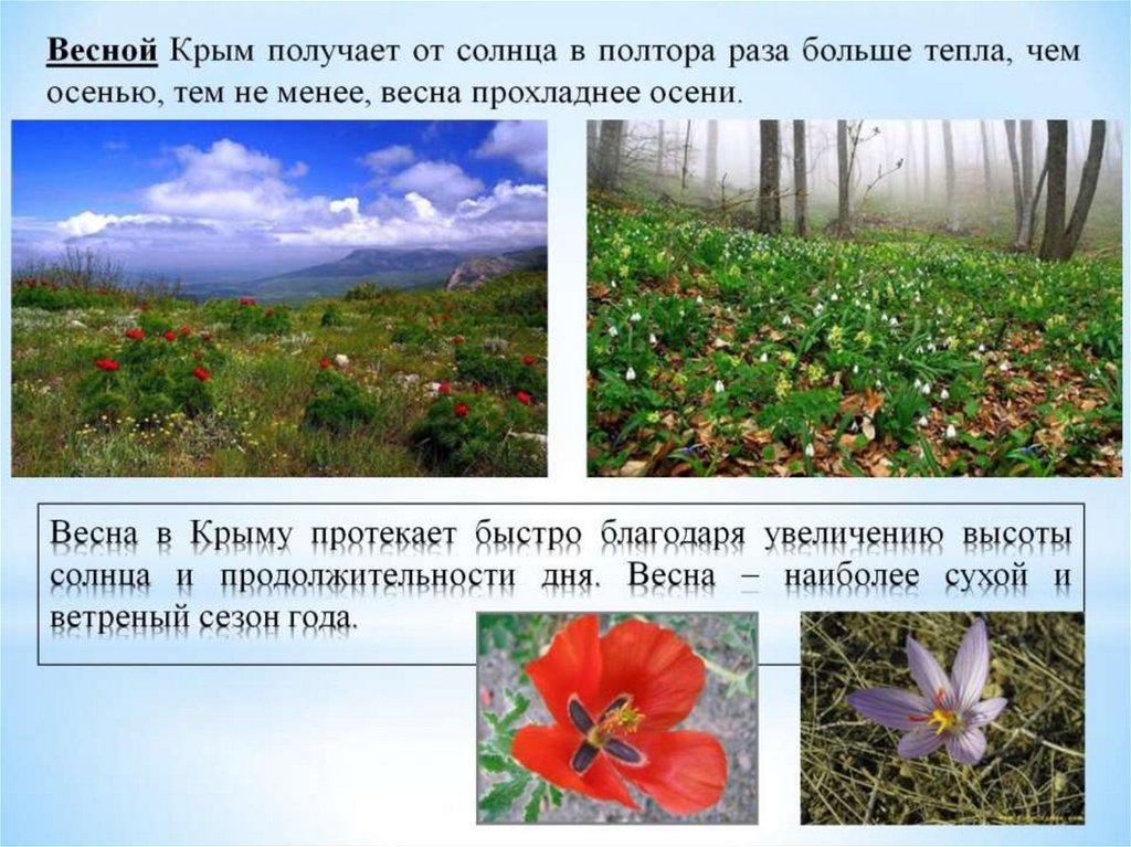 Весна в Крыму протекает быстро благодаря увеличению высоты солнца и продолжительности дня. Весна – наиболее сухой и ветреный
