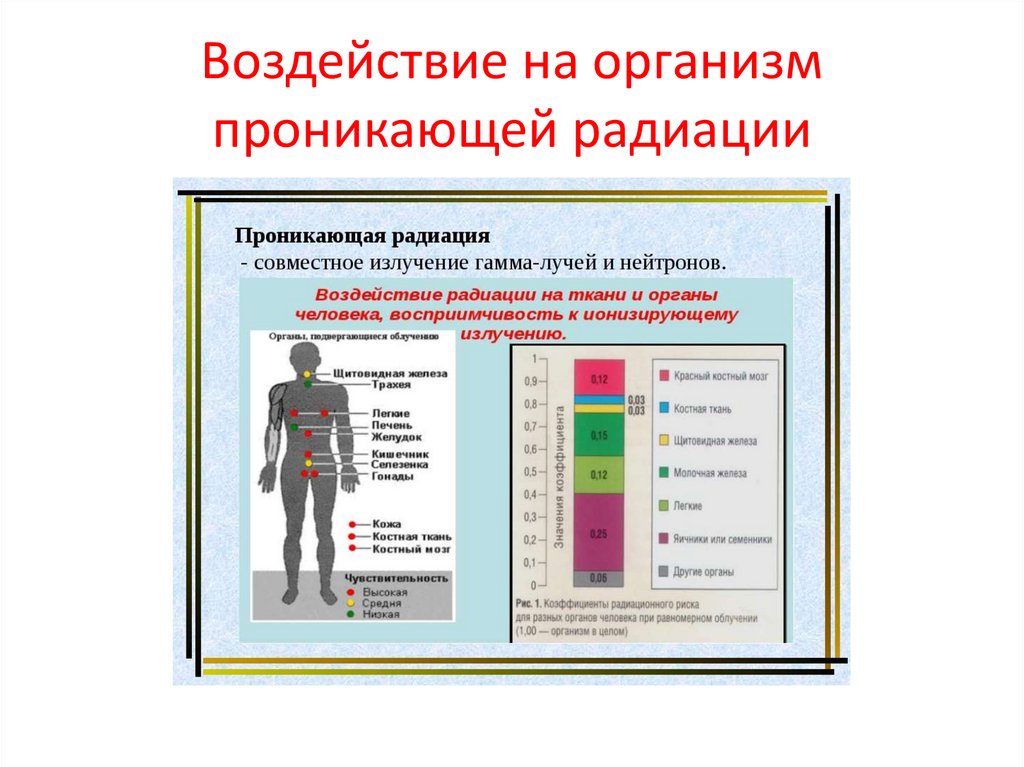 Воздействие на организм проникающей радиации