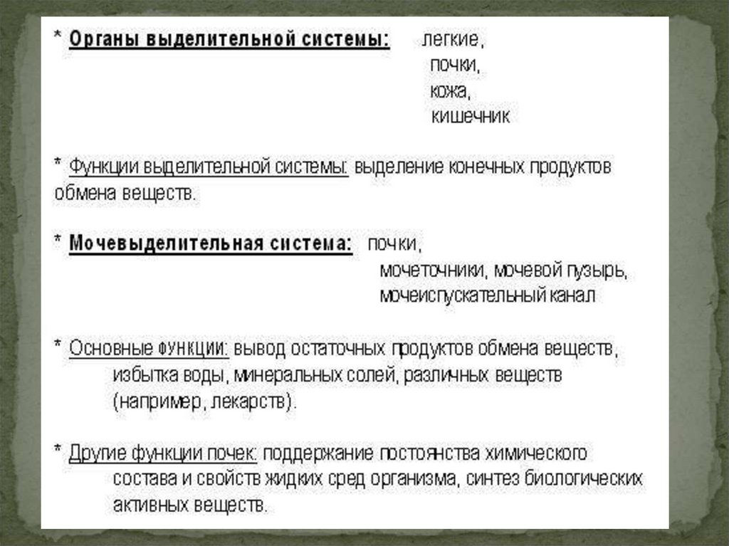 Выделительная система - презентация онлайн