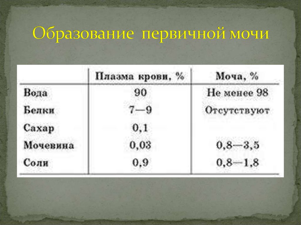 Образование первичной мочи