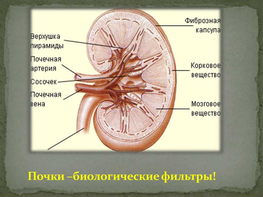 Почки –биологические фильтры!
