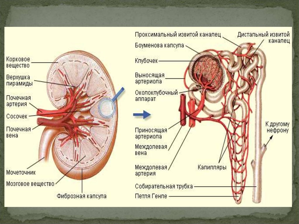 Почечное тельце на рисунке отмечено цифрой