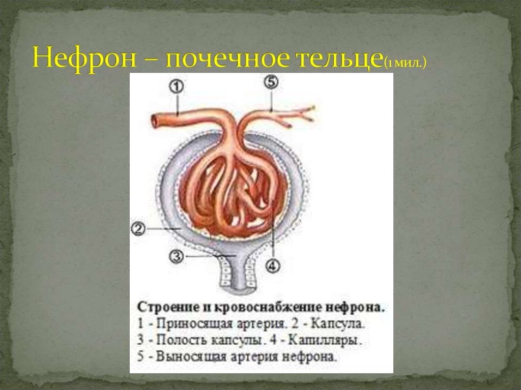 Почечное тельце состоит из