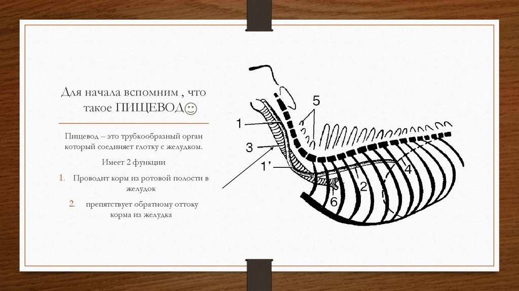 Сужение пищевода - online presentation