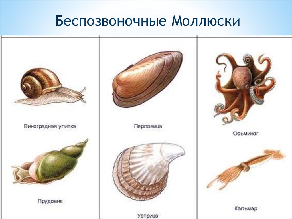 Улитка относится к животным. Моллюски основные представители. Тип моллюски брюхоногие двустворчатые головоногие. Моллюски биология 7 класс. Тип моллюски. Класс брюхоногие и класс двустворчатые.