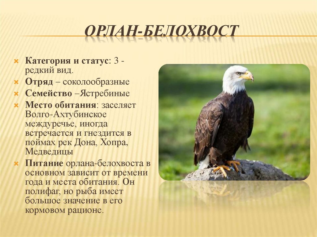 Животные и растения красной книги волгоградской области фото и описание