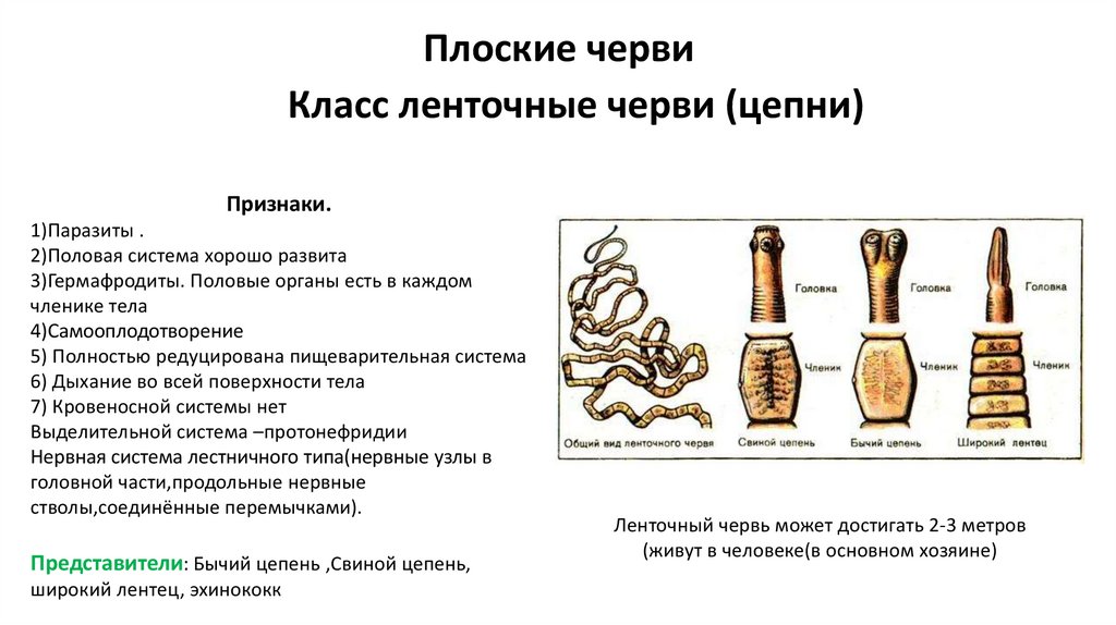 Плоские черви - презентация онлайн