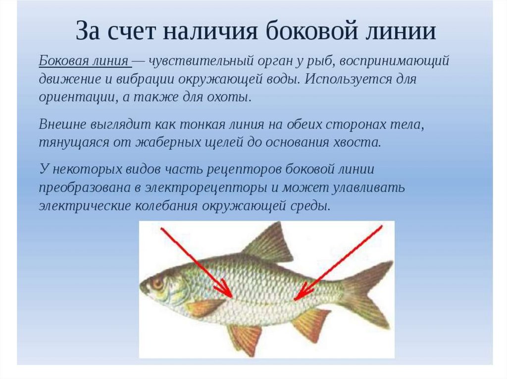 Как расположена чешуя на теле рыбы какое. Боковая линия у рыб. Органы боковой линии у рыб. Боковая линия у рыб функции. Строение боковой линии у рыб.