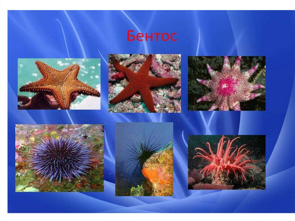 Организмы обитающие в мировом океане. Иглокожие нектос бентос. Что такое бентос в биологии 5 класс. Планктон Нектон бентос. Жизнь в океане бентос.