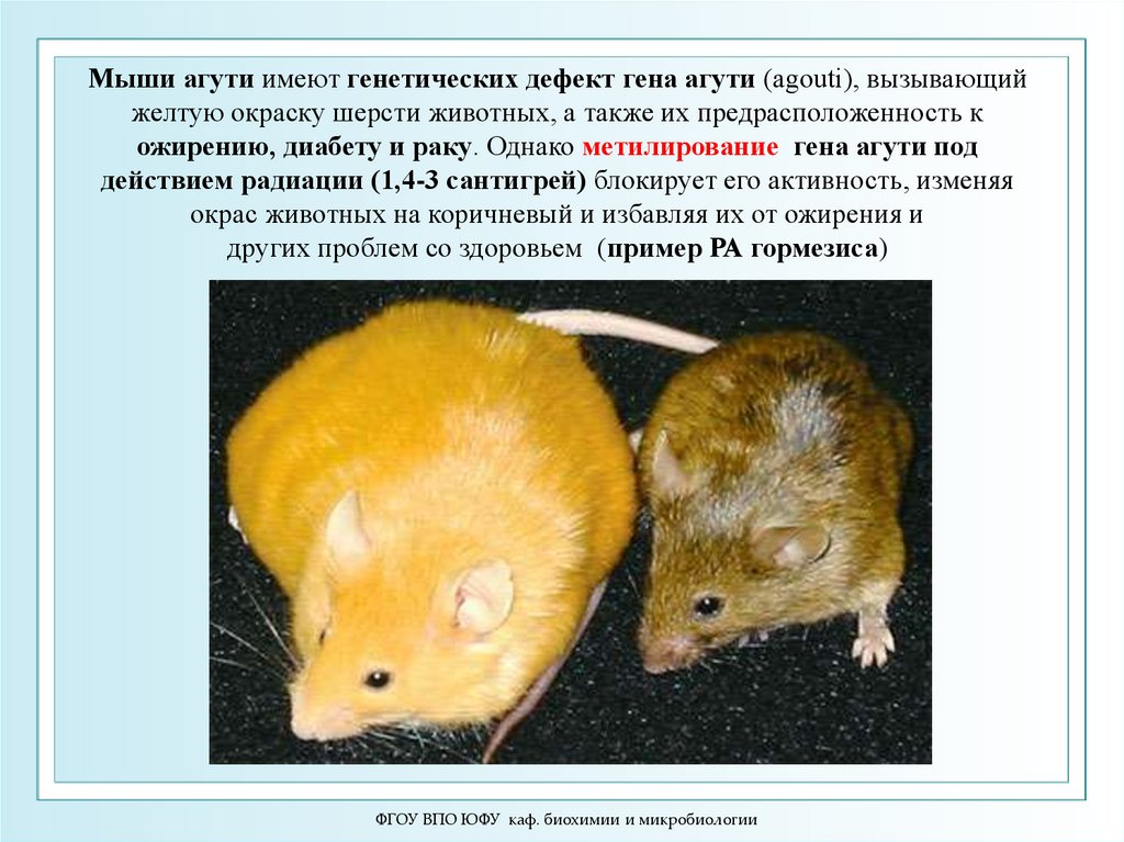 У мышей коричневая окраска шерсти. Мыши агути эпигенетика. Мыши agouti. Окраска мышей. Окраска агути у мышей.