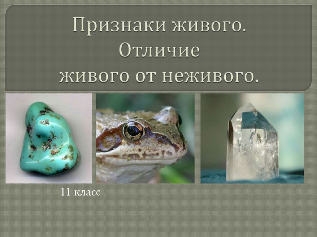 Живые организмы в отличие живой природы. Признаки отличия недивого от живого. Отличие живого от неживого. Признаки отличия живого и неживого. Чем живое отличается от неживого.