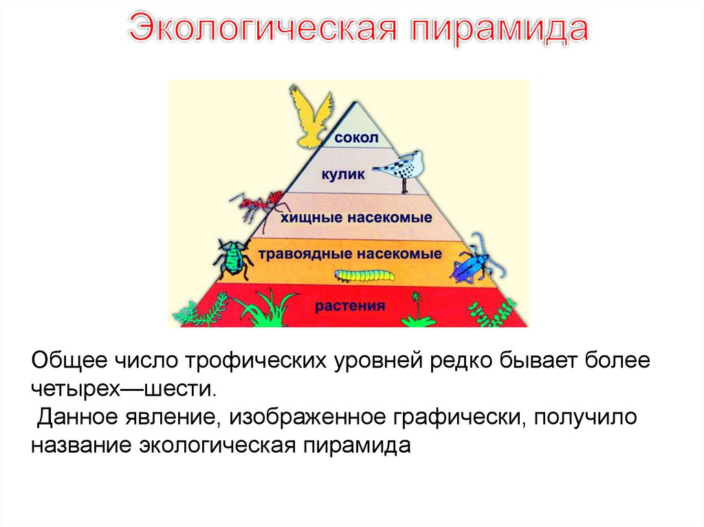 Согласно правилу пирамиды чисел. Трофический уровень экологической пирамиды. Экологическая пирамида это в биологии 11 класс. Пищевые уровни экологическая пирамида. Схема экологической пирамиды.