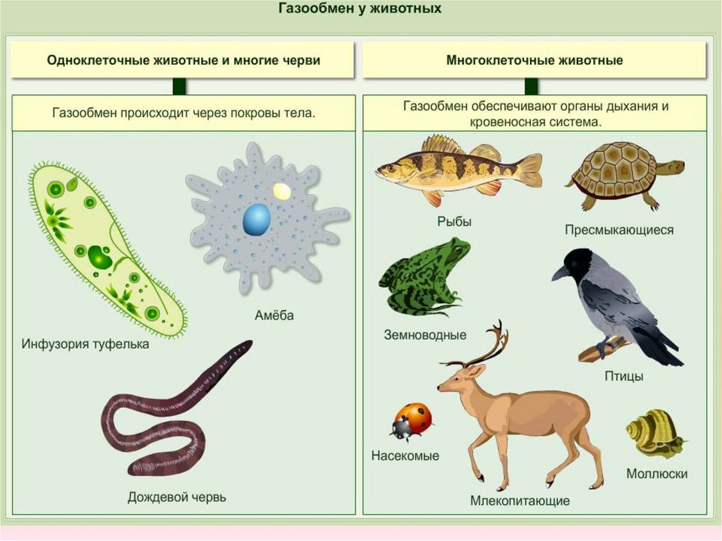 Animal organism