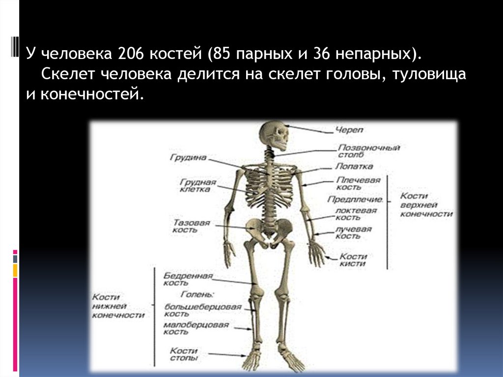 И молодые люди кости человека. Скелет головы туловища и конечностей. Скелет человека делится на. 206 Костей человека. Скелет туловища парные и непарные кости.