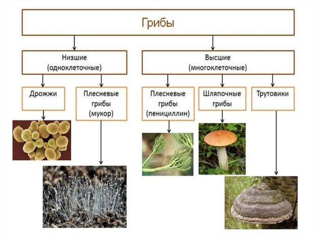 Грибы произошли от различных