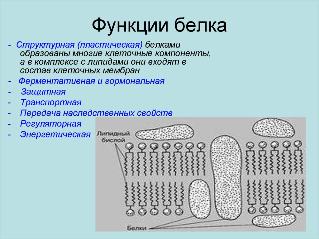 Липиды входят в состав клеток. Липиды клеточных мембран. Структурная функция фосфолипидов в мембране. Функции фосфолипидов в клеточной мембране. Липиды в комплексе с белками входят в состав:.