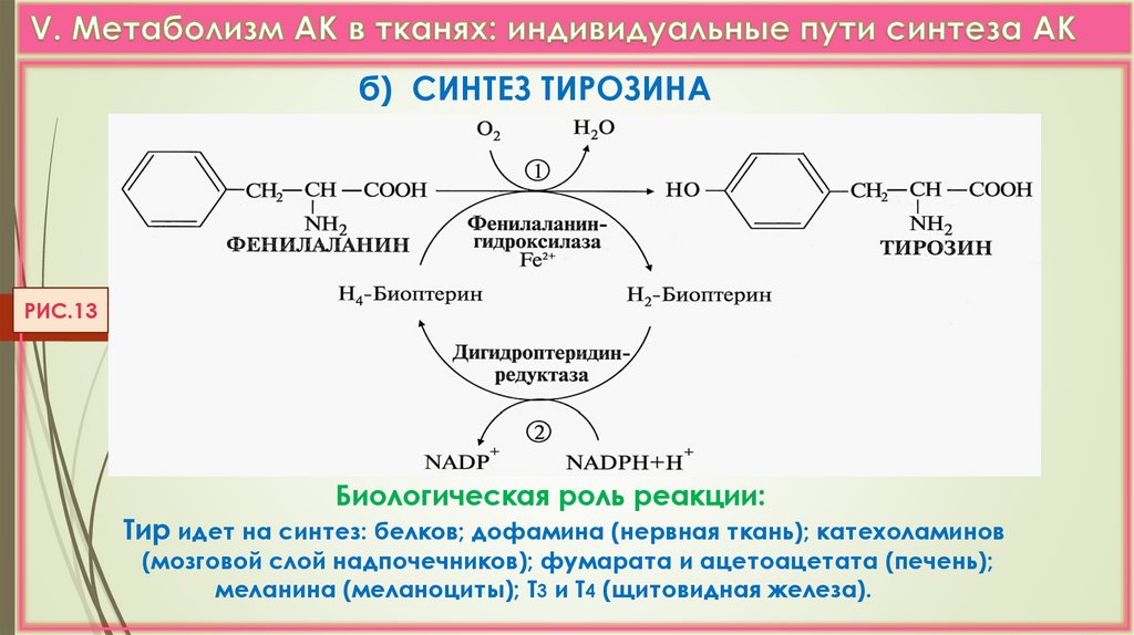 Синтез тирозина