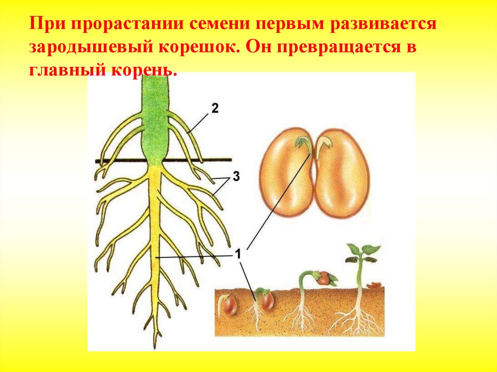 Почечка корень. Зародышевый корешок у фасоли. Развитие из зародышевого корешка зародыша семени. Зародышевый корешок семени фасоли. Строение корня зародышевого корешка.
