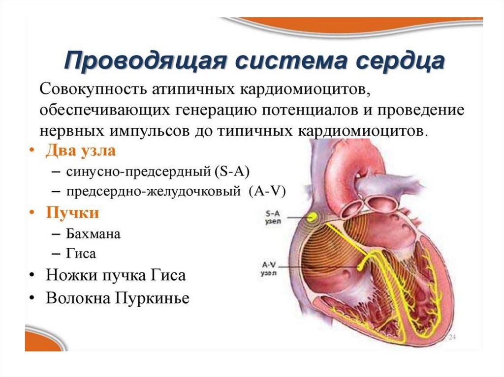 Нормальное сердце